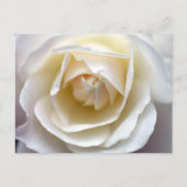 Foto van White Rose Briefkaart (Voorkant)