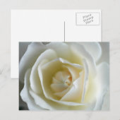 Foto van White Rose Briefkaart (Voorkant / Achterkant)