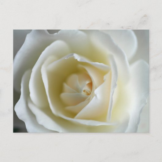 Foto van White Rose Briefkaart (Voorkant)