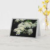 Foto van White Spirea Struik en Green Foliage Kaart (Gele Bloem)