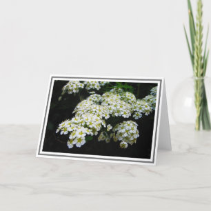 Foto van White Spirea Struik en Green Foliage Kaart