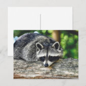 Foto van wild-life-ras briefkaart (Voorkant / Achterkant)