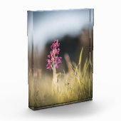Foto van Wild Orchid Natuur (Links)