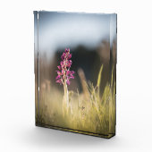 Foto van Wild Orchid Natuur (Rechts)