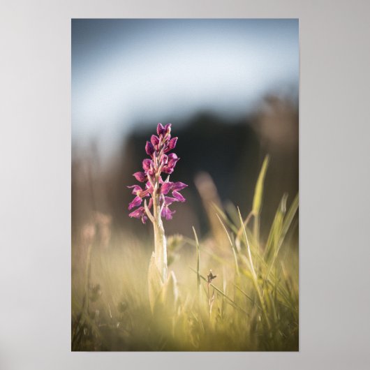Foto van Wild Orchid Natuur Poster (Voorkant)