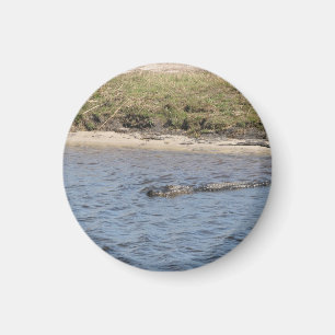 Foto van wilde alligator op rivieroever magneet