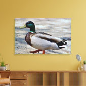 Foto van wilde eend canvas afdruk (Insitu (Woonkamer))