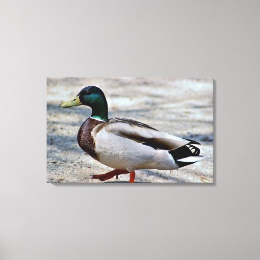 Foto van wilde eend canvas afdruk (Voorkant)