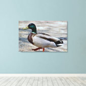 Foto van wilde eend canvas afdruk (Insitu (Houten vloer))