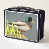 Foto van wilde eend in het wild (Voorkant)
