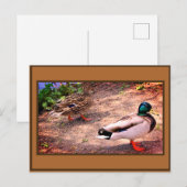 Foto van wilde eenden briefkaart (Voorkant / Achterkant)