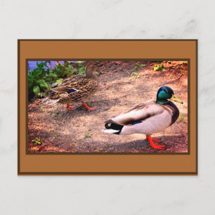 Foto van wilde eenden briefkaart