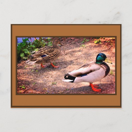 Foto van wilde eenden briefkaart (Voorkant)
