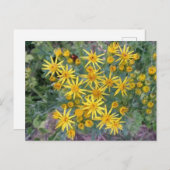 Foto van Wilde Gele Bloemen Briefkaart (Voorkant / Achterkant)