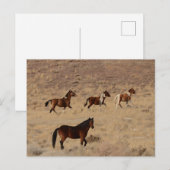 Foto van wilde paarden in Nevada Briefkaart (Voorkant / Achterkant)