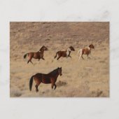 Foto van wilde paarden in Nevada Briefkaart (Voorkant)
