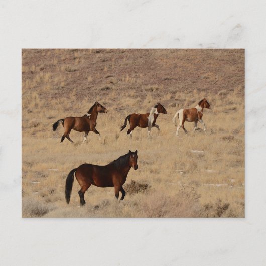 Foto van wilde paarden in Nevada Briefkaart (Voorkant)