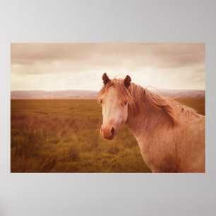  foto van wilde paarden poster