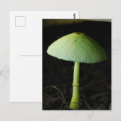 Foto van wilde paddenstoel briefkaart (Voorkant / Achterkant)