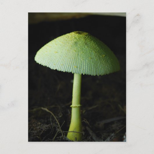 Foto van wilde paddenstoel briefkaart (Voorkant)