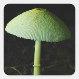 Foto van wilde paddenstoel vierkante sticker