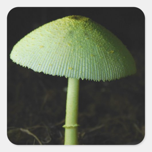 Foto van wilde paddenstoel vierkante sticker (Voorkant)