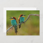 Foto van Wildkleurige bijen Briefkaart (Voorkant / Achterkant)