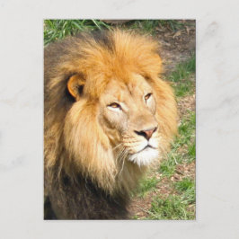 Foto van Wildlife African Lion Face Briefkaart