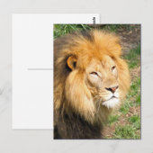 Foto van Wildlife African Lion Face Briefkaart (Voorkant / Achterkant)