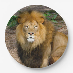 Foto van Wildlife African Lion Sitting Photo Papieren Bordje