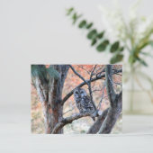 Foto van Wildlife Barred Owl Briefkaart (Staand voorkant)