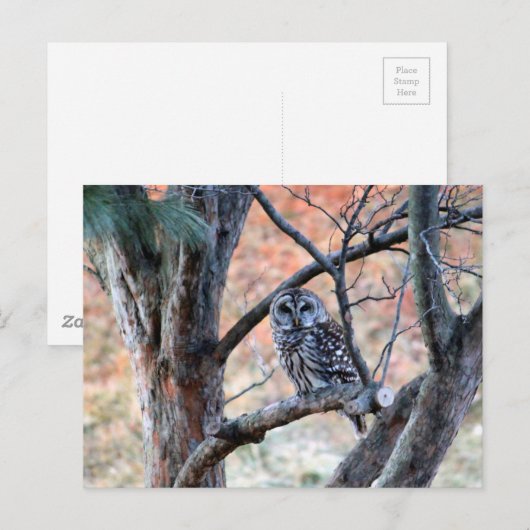 Foto van Wildlife Barred Owl Briefkaart (Voorkant / Achterkant)