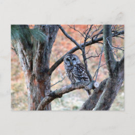 Foto van Wildlife Barred Owl Briefkaart