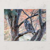 Foto van Wildlife Barred Owl Briefkaart (Voorkant)