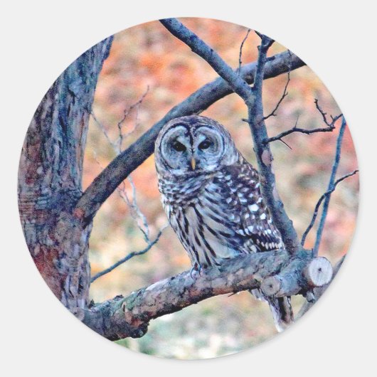 Foto van Wildlife Barred Owl Ronde Sticker (Voorkant)