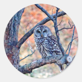 Foto van Wildlife Barred Owl Ronde Sticker