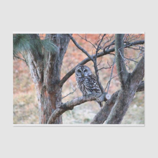 Foto van Wildlife Barred Owl Tissuepapier (Voorkant)