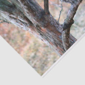 Foto van Wildlife Barred Owl Tissuepapier (Detail)