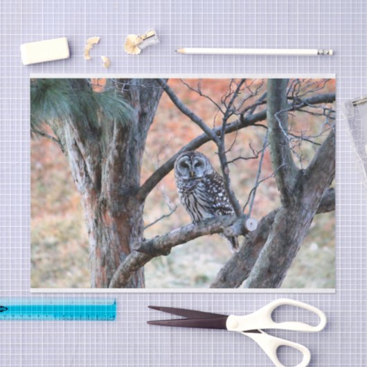 Foto van Wildlife Barred Owl Tissuepapier (Craft)