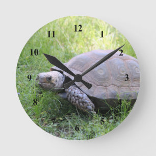 Foto van Wildlife Brown Tortoise Ronde Klok