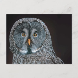 Foto van Wildlife Great Grey Owl Briefkaart