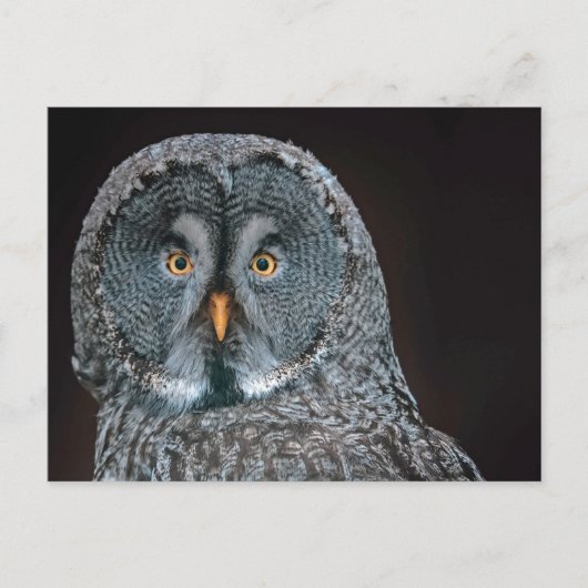 Foto van Wildlife Great Grey Owl Briefkaart (Voorkant)