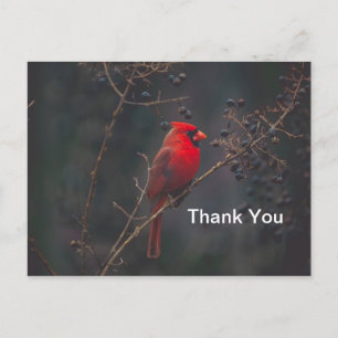 Foto van Wildlife Red Briefkaart