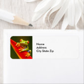 Foto van Wildlife Red Eyed Tree Kikker Etiket (Insitu)