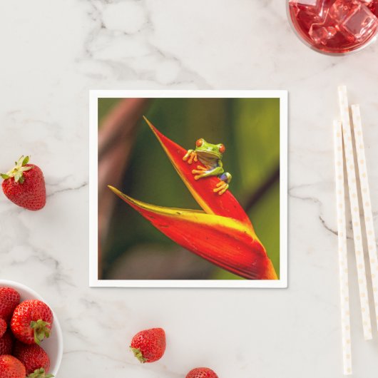 Foto van Wildlife Red Eyed Tree Kikker Servet (Insitu)