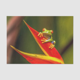 Foto van Wildlife Red Eyed Tree Kikker Tissuepapier