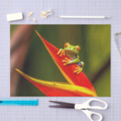 Foto van Wildlife Red Eyed Tree Kikker Tissuepapier (Craft)