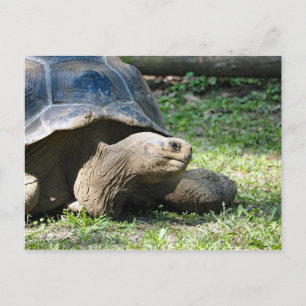 Foto van Wildlife Tortoise Briefkaart