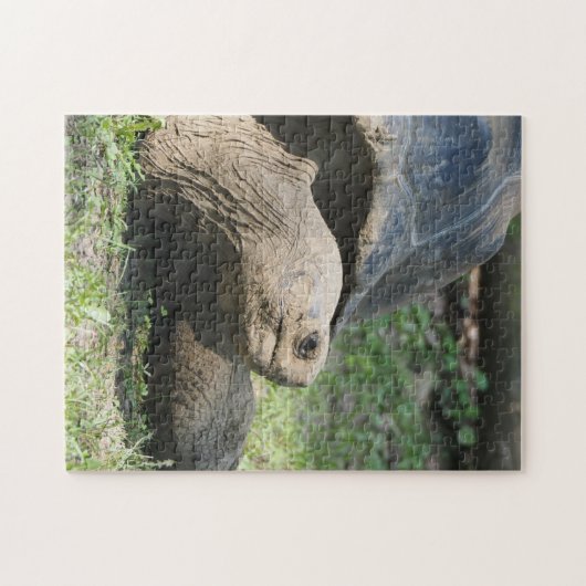 Foto van Wildlife Tortoise Legpuzzel (Horizontaal)