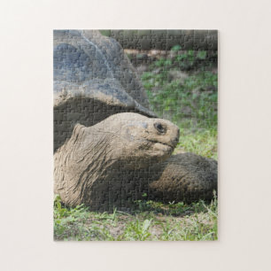 Foto van Wildlife Tortoise Legpuzzel